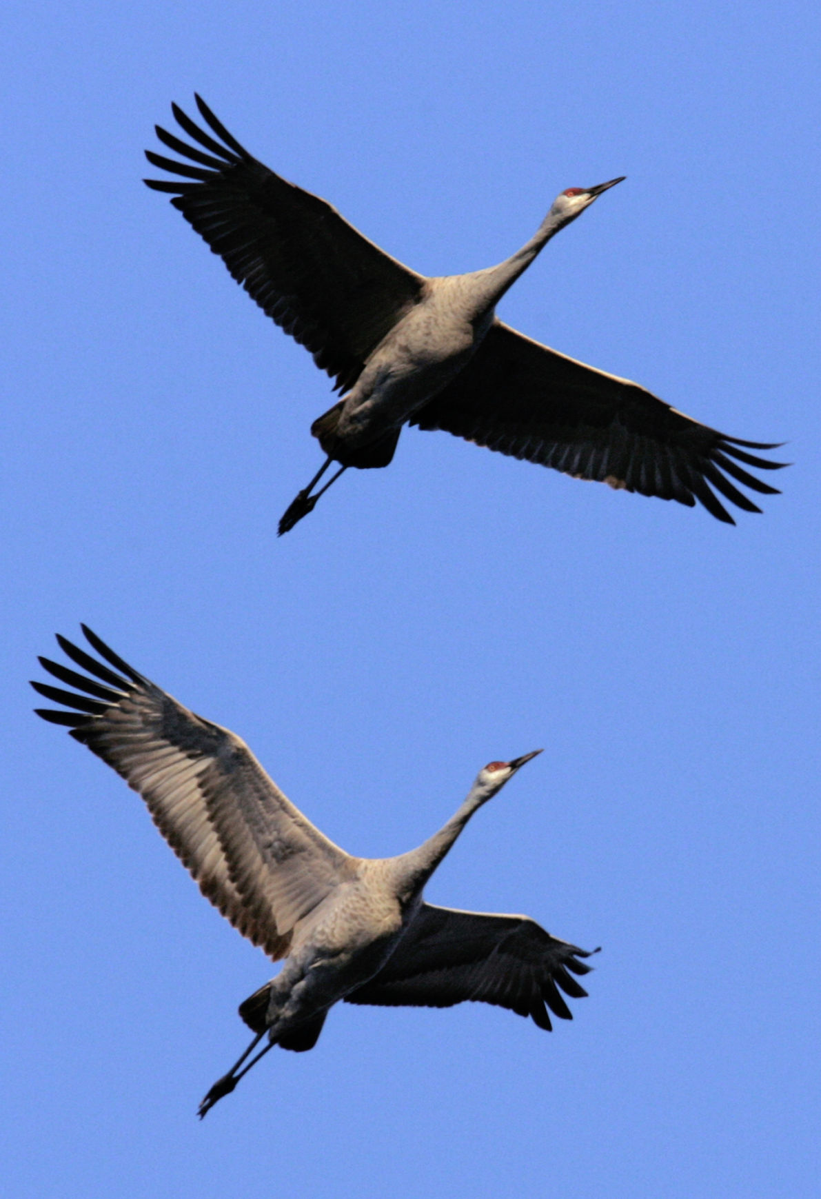 0317_cranetourfly_bjs.jpg